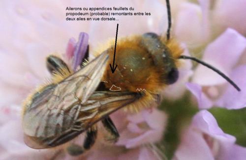 Osmia leaiana